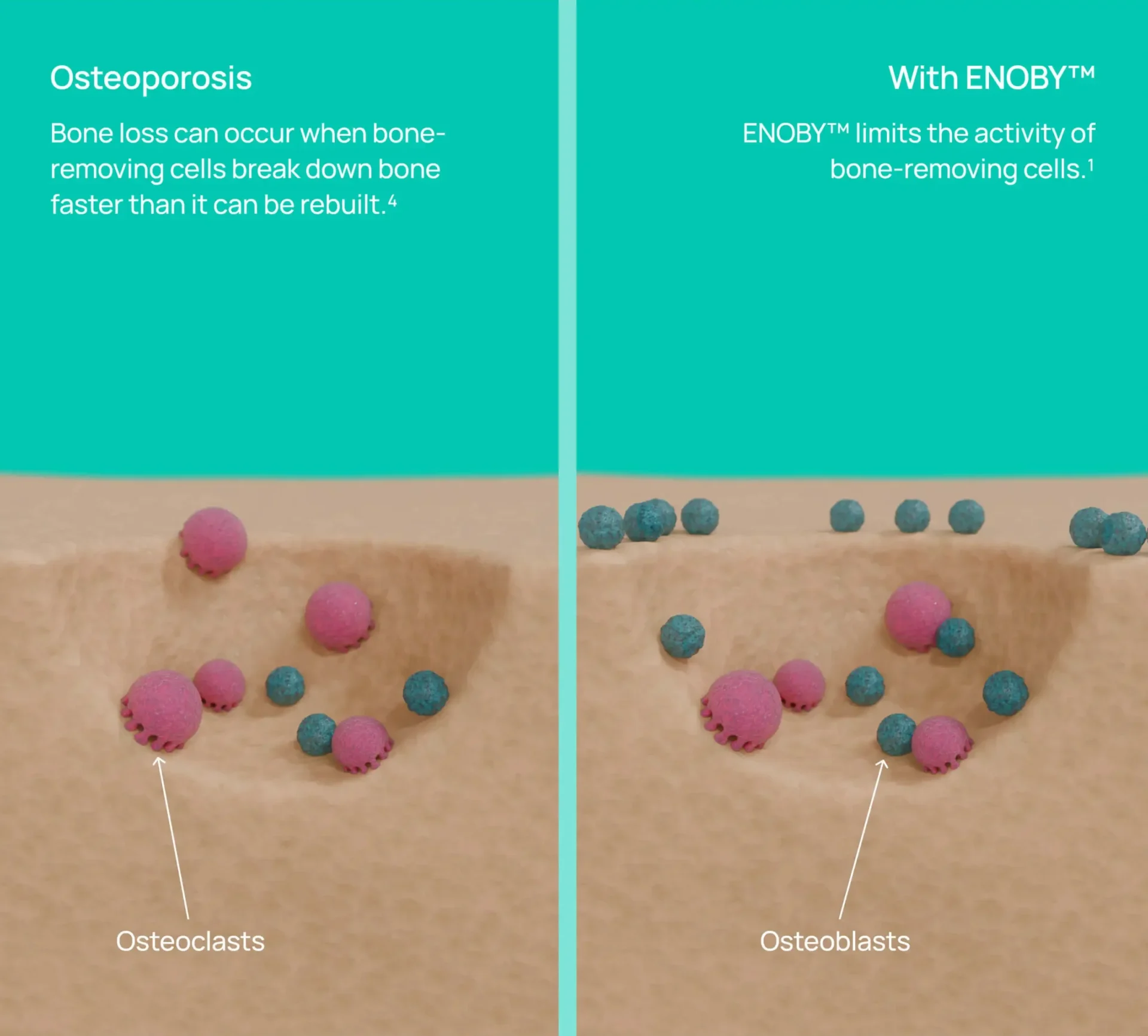 About ENOBY™ - Enoby Strengthen and protect your bones from fracture...